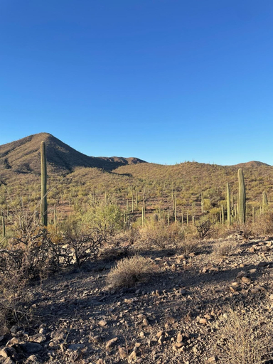 Exterior 3, SaguaroGlamp, Pima