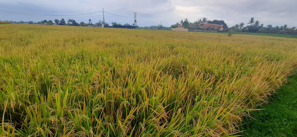 Room 5, Ajik Guest House, Gianyar
