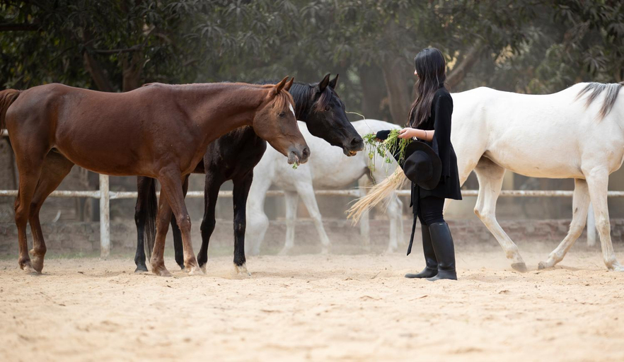 Others 5, 1-BR next Saqqara pyramids Horse-riding, Al-Badrashayn