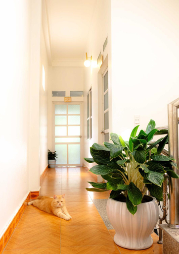 Others 3, Lazy Cat Homestay - Motorbikes Rental & Tours, Hà Giang