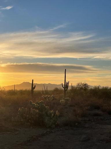 Garden 5, SaguaroGlamp, Pima