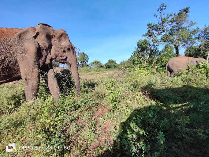 Others 2, Thuduwa Hostel and Safari, Sevanagala