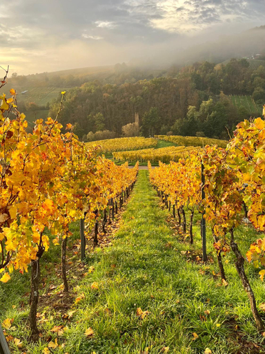 Others 5, Chambre du Vigneron - Domaine Leon BLEESZ, Bas-Rhin