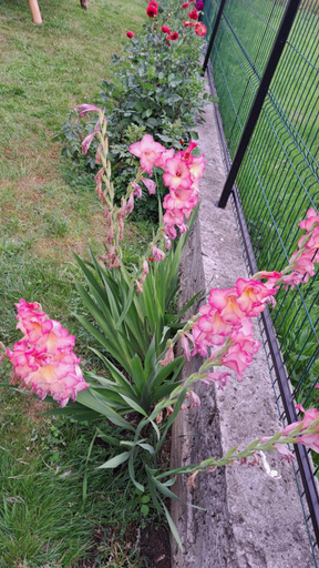 Others 3, Pensiunea Eugenia, Albac