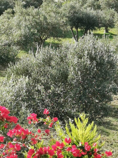 View from room 3, Elysian Villas Ios, South Aegean