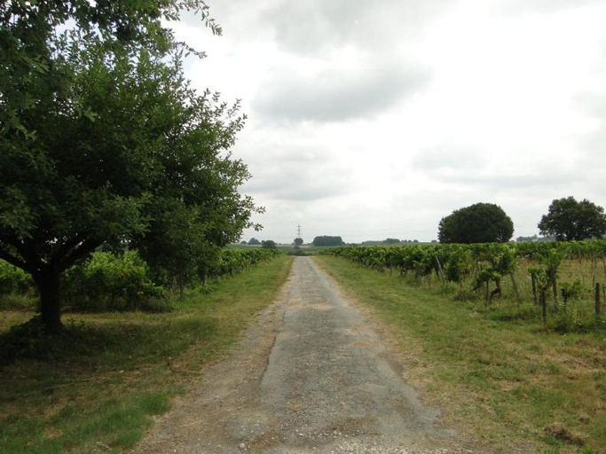 Others 5, Chateau Monichot Organic Vineyard, Gironde