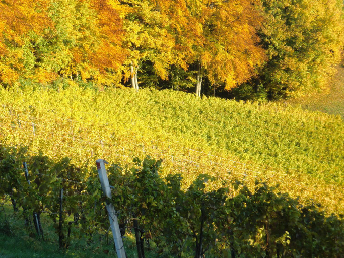 Others 2, Zweytick Gastezimmer Weingut, Leibnitz