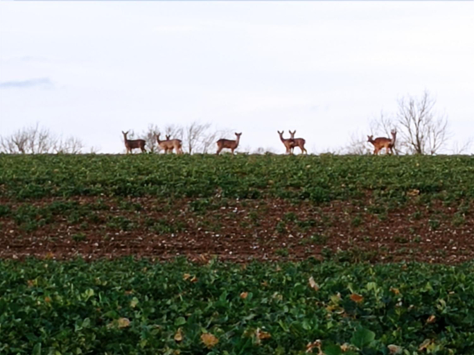 Others 5, Bergerie du chateau, Pas-de-Calais
