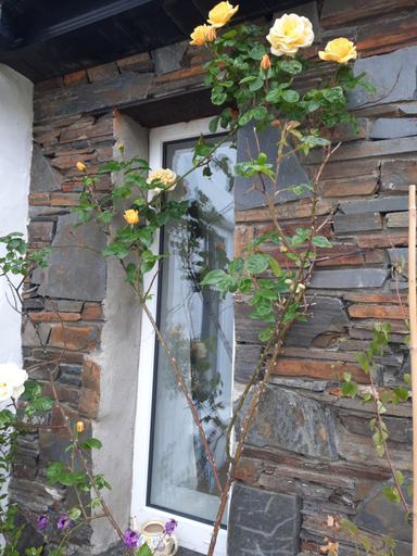 Others 3, Roshin Lake House