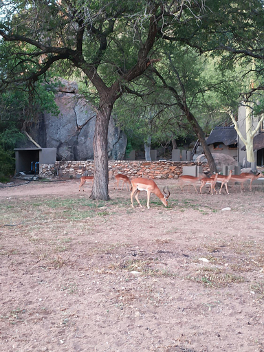 Others 2, Sorabi Rock Safari Lodge, Mopani