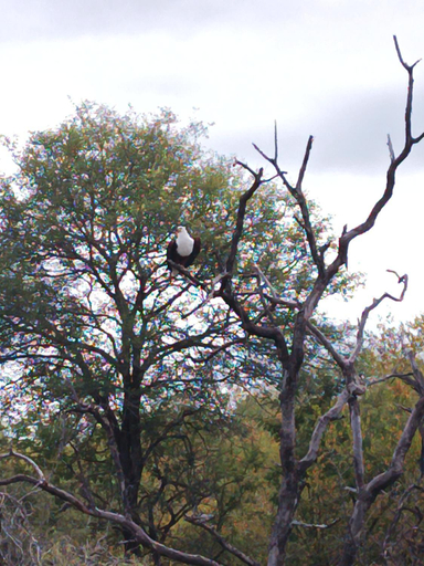 Others 4, Sorabi Rock Safari Lodge, Mopani