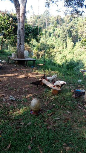 Others 5, Jungle therapy mayong, Buleleng