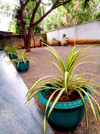 Others 4, Lion Home Stay Anuradhapura, N. Palatha East