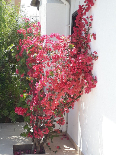 Others 5, Begonville, Köyceğiz