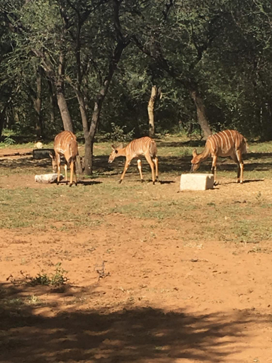 Others 5, Motlopi Farm, Waterberg