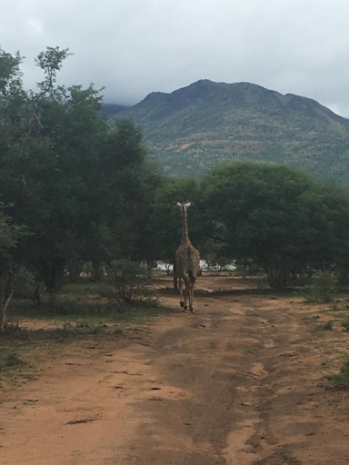 Others 3, Motlopi Farm, Waterberg