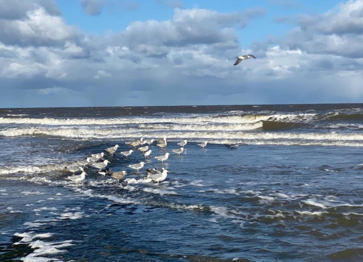 View from property 2, Apartment in Sint Maartenszee Near Beach, Zijpe