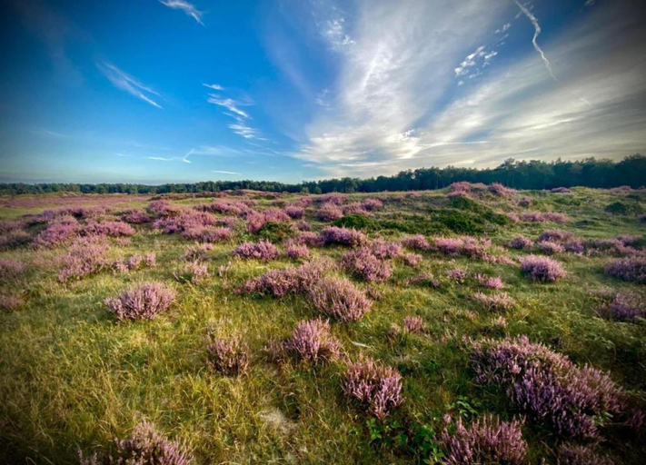 View from property 3, Pets Welcome, Veluwe Farmhouses for All, Ermelo