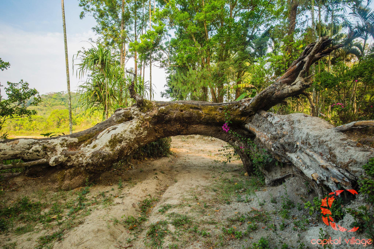 Others 5, Capitol Village Resort, Kodagu
