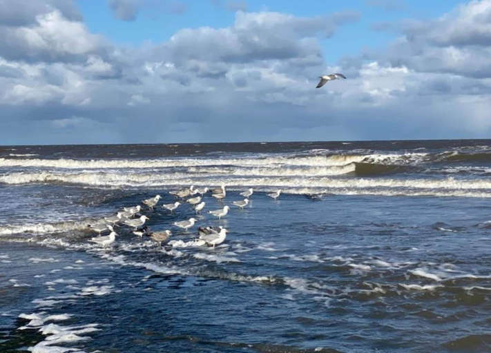 View from property 2, Holiday Home Near Dutch Beach and Dunes, Zijpe