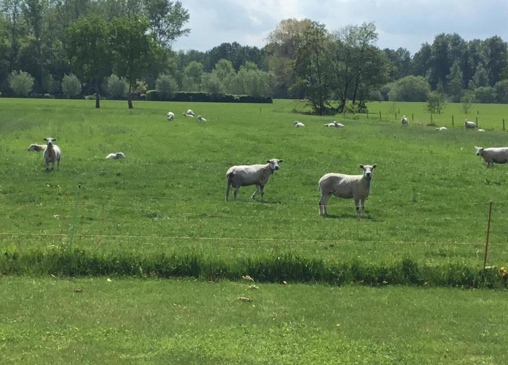 View from property 4, Cozy Glamping in Limburg, Sint-Oedenrode