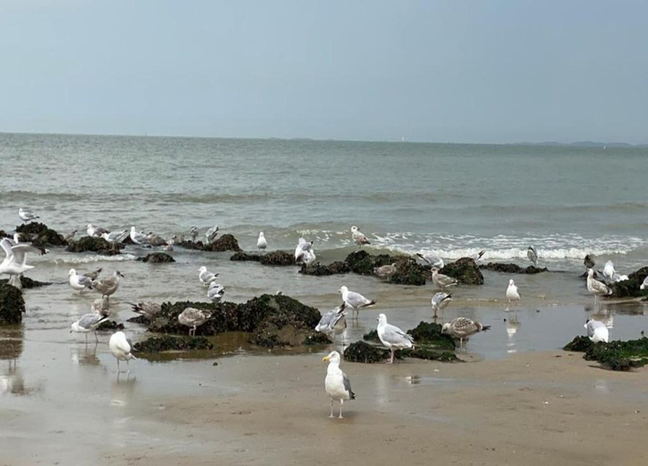 View from property 2, Panoramic Beachfront Bliss, West-Vlaanderen