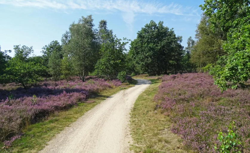 View from property 3, Forest Villa in Markelo With Sunny Garden, Hof van Twente