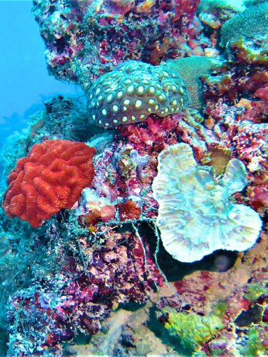 Others 4, The Fulhadhoo Beach Cottage, Baa Atoll