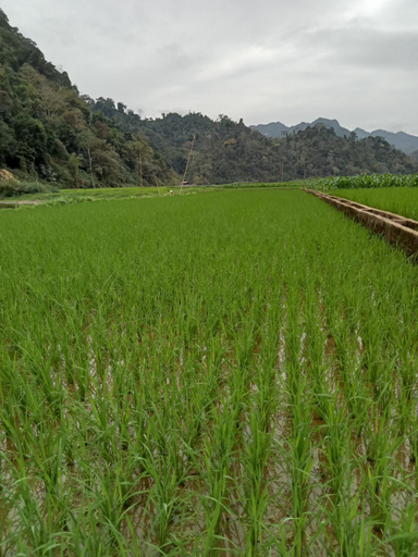 Others 2, Ba Be Village Homestay, Ba Bể