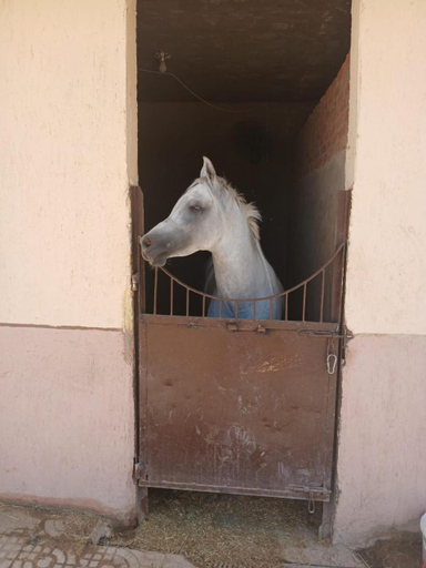 Others 4, Eastern Oasis Motel & Horse Farm, Giza