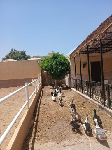 Others 2, Eastern Oasis Motel & Horse Farm, Giza