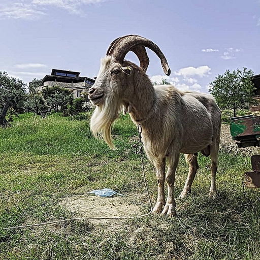 3, Agriturismo il Tratturo B&B, Chieti