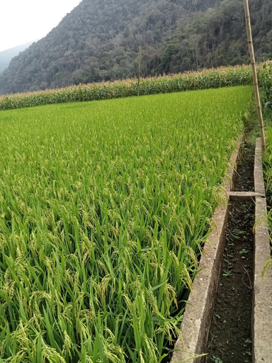 Others 5, Ba Be Village Homestay, Ba Bể