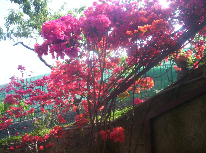 Others 4, Le Gardenie da Fil, Imperia