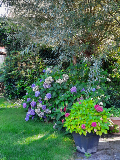 Others 5, B & B Ayo, Westerveld