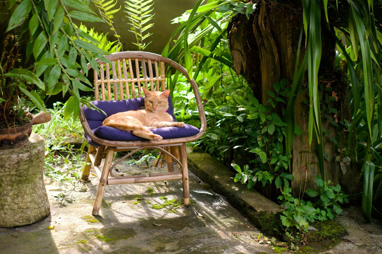 Others 4, Bluebird - Cozy Indigo Home, Sa Pa