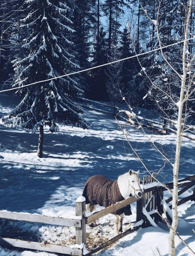 Others 5, Guesthouse Husky Moa, Pryazhinskiy rayon