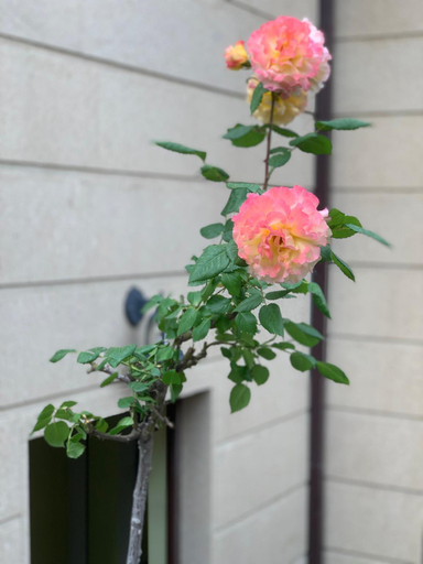 Others 5, Yerevan Guest House, Yerevan