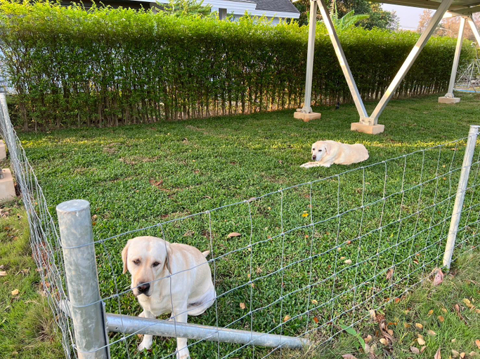Others 2, For Paws Dog Camp, Tha Mai