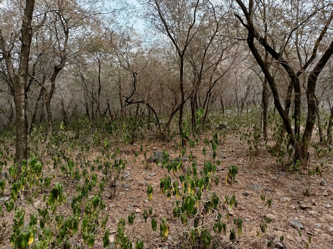 Aerial view 2, Alampat Nest, Alwar
