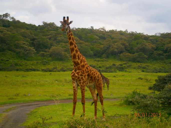Others 2, Meru Mbega Lodge, Meru