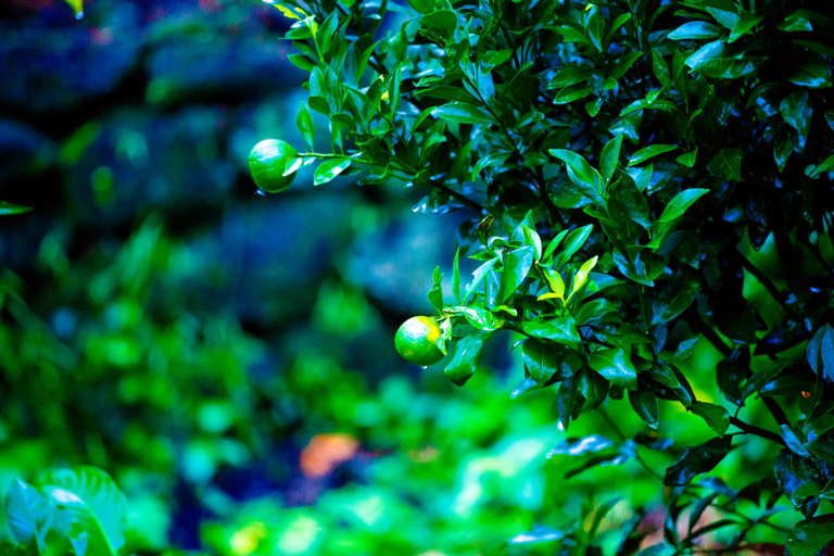 Others 4, Solitude Munnar, Idukki