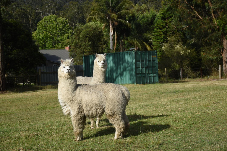 Others 5, Mijen's Manor, Yarra Ranges - North