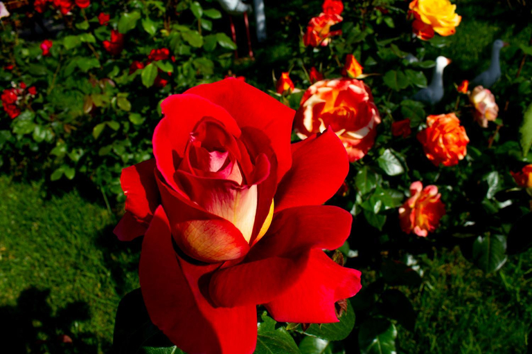 Others 3, Casa La Flori, Agigea