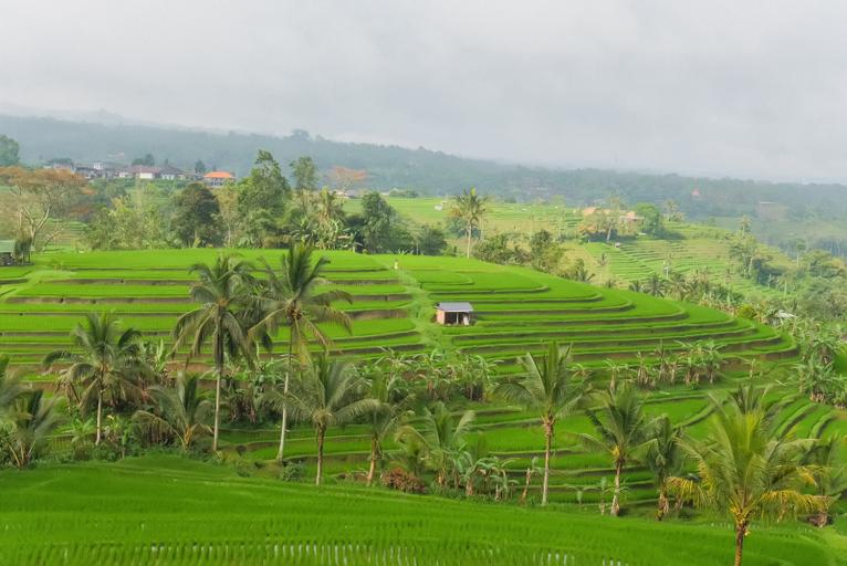 Other View & Surrounding 4, Calma Coliving at Jatiluwih, Bali, Tabanan