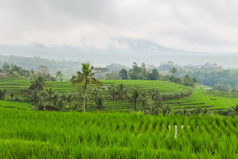 Other View & Surrounding 3, Calma Coliving at Jatiluwih, Bali, Tabanan