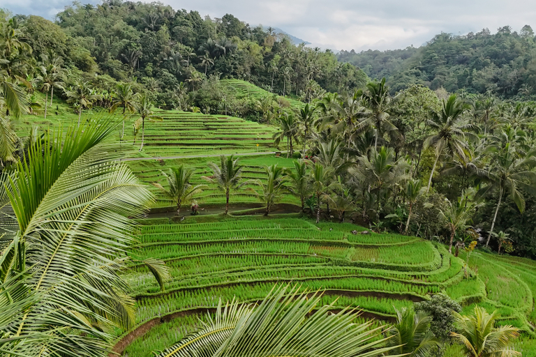 Other View & Surrounding 5, Calma Coliving at Jatiluwih, Bali, Tabanan