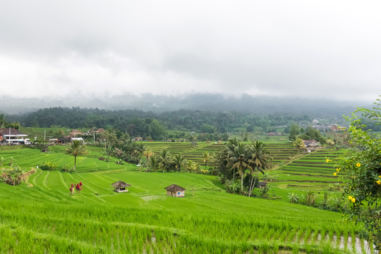 Other View & Surrounding 2, Calma Coliving at Jatiluwih, Bali, Tabanan