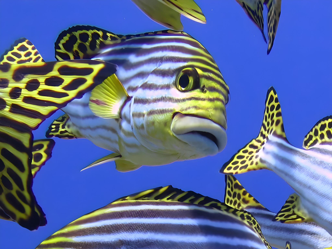 Others 5, Equa Reef Maldives Hotel