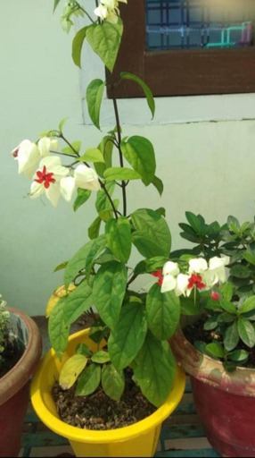 Others 4, Sreemoyee Homestay, Golaghat